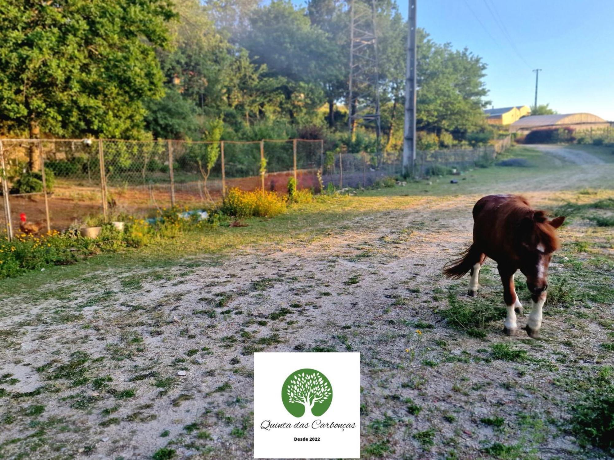 Quinta Das Carboncas Fafe Dış mekan fotoğraf